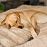 Nala a rejoint le concours — aidez-le/la à gagner de superbes lots ! dog, puppy, sleeping, labrador, beige, blanket, cozy, indoor, pet, fur, cute, rest, relaxation, animal, canine, soft, comfort, bed, nap, peaceful