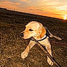 Nala participe au concours pour gagner de l'argent avec cette photo : dog, playing, stick, sunset, outdoor, grass, field, nature, animal, pet, canine, leash, brown, sky, clouds, sun, horizon, evening, relaxing, daylight