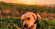 Nala a rejoint le concours — aidez-le/la à gagner de superbes lots ! dog, sunset, grass, field, nature, outdoor, canine, greenery, sky, clouds, chewing, pet, animal, leaves, landscape, sunlight, happy, playful, daylight, scenery