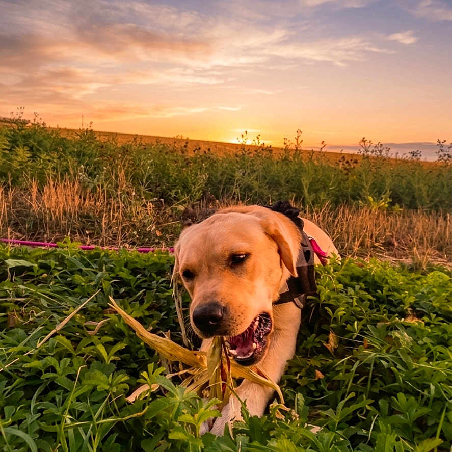 Nala