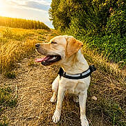 Nala participe au concours pour gagner de l'argent avec cette photo : dog, labrador, outdoor, nature, sunset, grass, path, trees, canine, pet, animal, happy, tongue_out, summer, daylight, field, walking, collar, sunshine, golden_hour