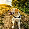 dog, labrador, outdoor, nature, sunset, grass, path, trees, canine, pet, animal, happy, tongue_out, summer, daylight, field, walking, collar, sunshine, golden_hour