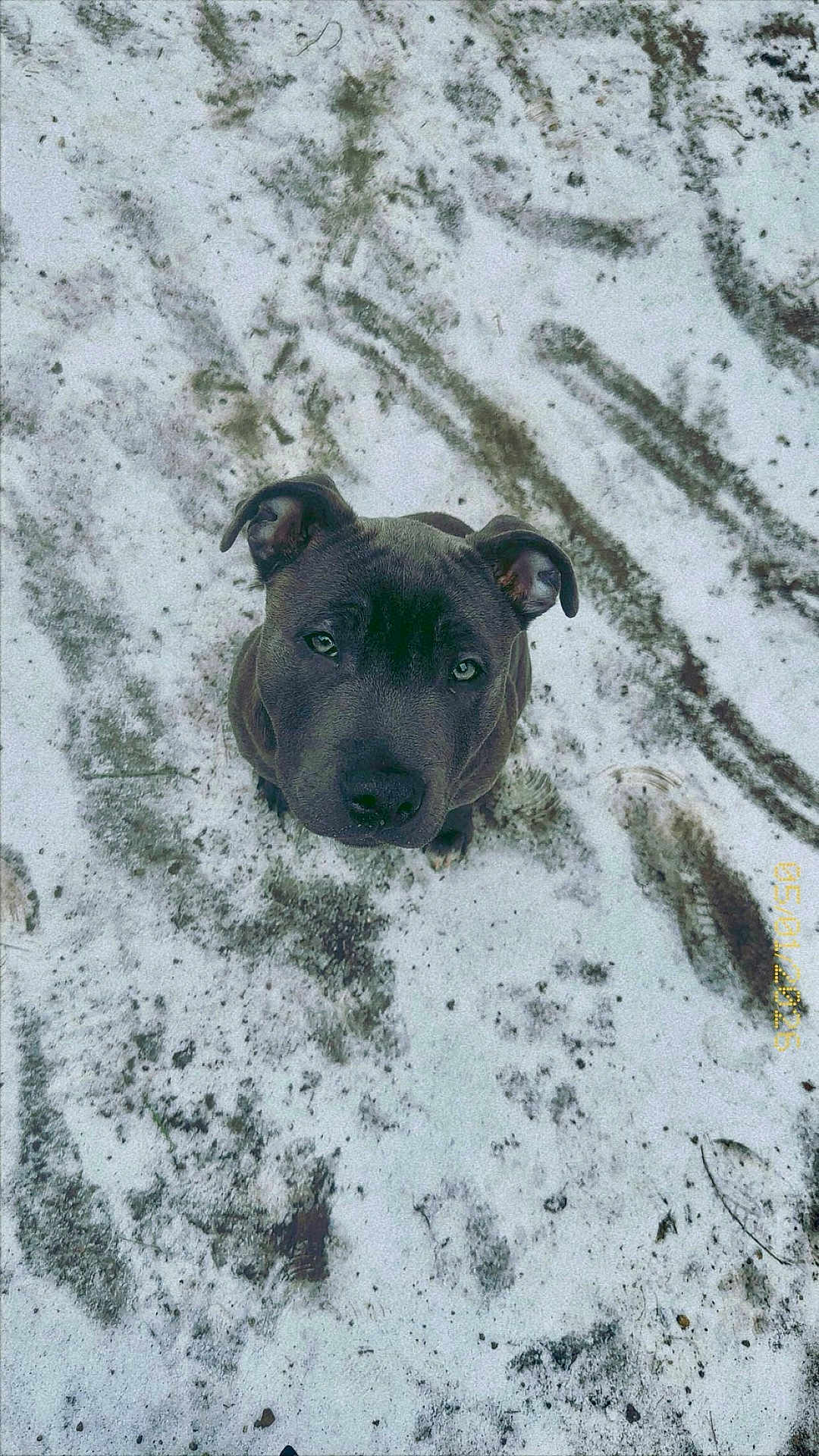 Fendy participe au concours pour gagner de l'argent avec cette photo : dog, black_dog, snow, mud, footprints, outdoor, animal, pet, looking_up, winter, ground, nature, canine, curious, ears, fur, muzzle, eyes, texture, daylight