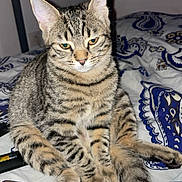 Ruby a rejoint le concours — aidez-le/la à gagner de superbes lots ! cat, tabby_cat, pet, animal, bed, blanket, indoor, feline, striped, relaxed, sitting, fur, whiskers, ears, paws, tail, domestic_animal, comfort, resting, household