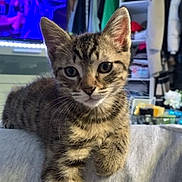 Saphyr a rejoint le concours — aidez-le/la à gagner de superbes lots ! animal, cat, clothing, cozy, curious, cute, feline, fur, furniture, home, indoor, kitten, mammal, paw, pet, relaxing, tabby, television, whiskers, young