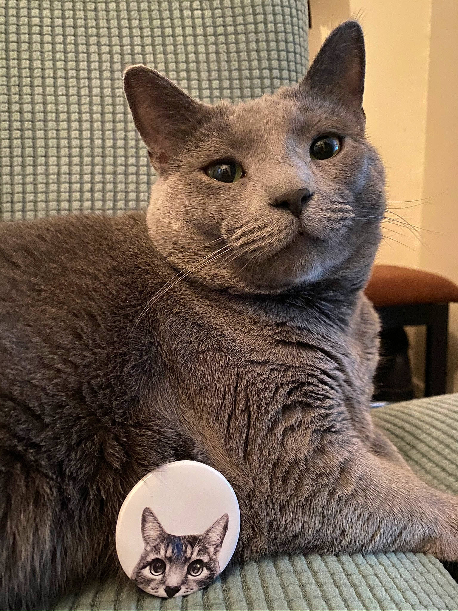 Kairi joined the competition — help win amazing prizes! art, carnivore, cat, cat_supply, comfort, creative_arts, domestic_short_haired_cat, felidae, fur, grey, mammal, organism, paw, russian_blue, small_to_medium_sized_cats, snout, table, terrestrial_animal, whiskers, window