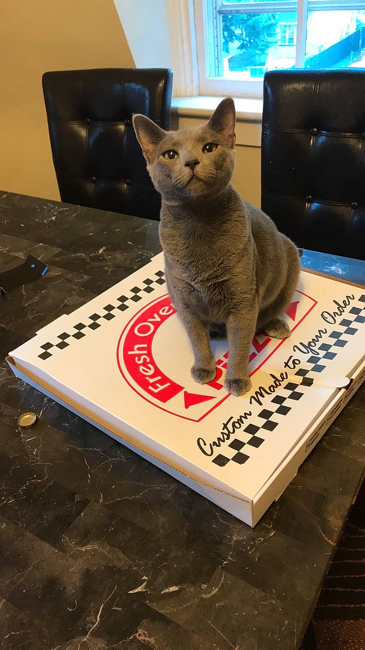 Kairi is registered to the contest to win money with this photo: art, carmine, carnivore, cat, cat_supply, domestic_short_haired_cat, felidae, flooring, font, fur, grey, rectangle, russian_blue, small_to_medium_sized_cats, tail, toy, visual_arts, whiskers, window, wood