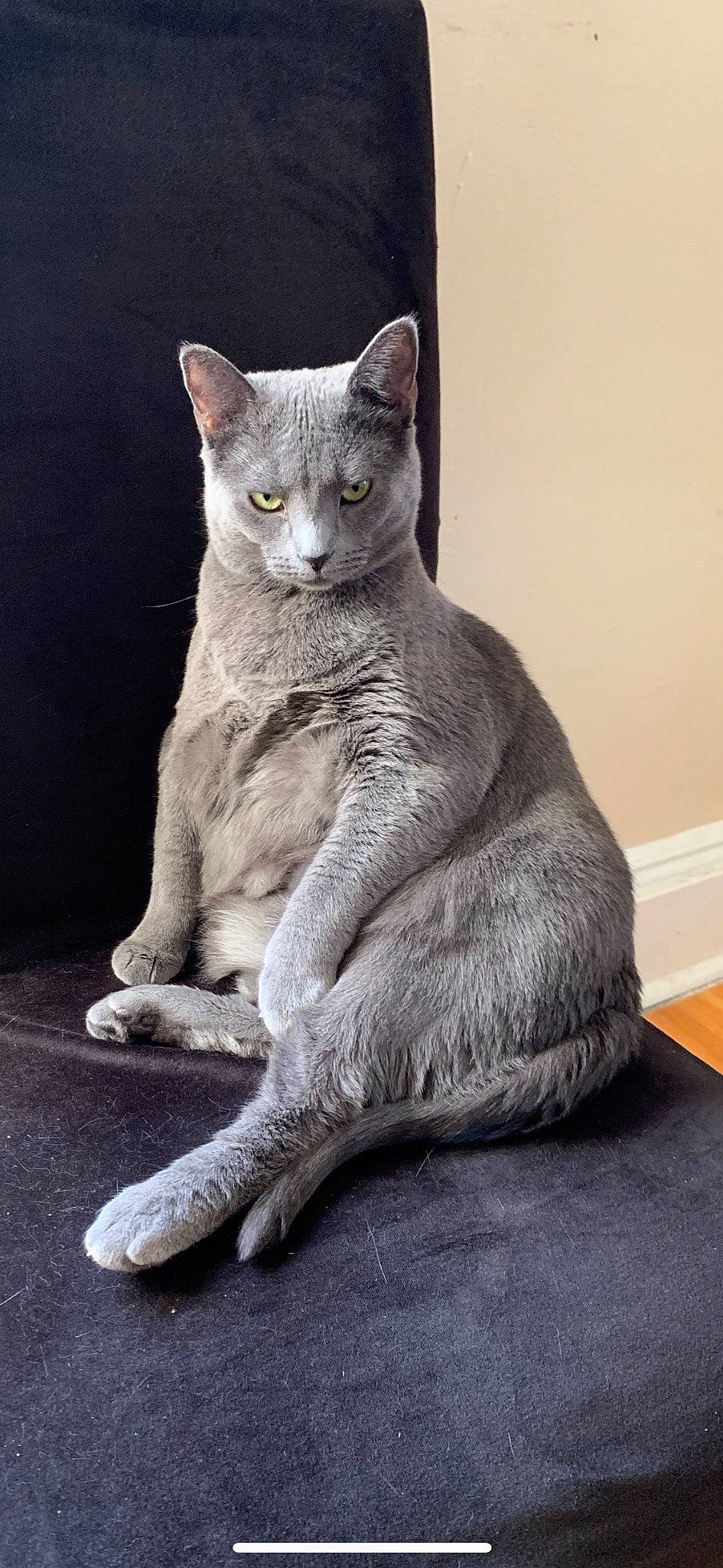 Kairi is registered to the contest to win money with this photo: art, carnivore, cat, cat_supply, domestic_short_haired_cat, felidae, fur, grey, russian_blue, sculpture, sitting, small_to_medium_sized_cats, snout, tail, terrestrial_animal, whiskers, window