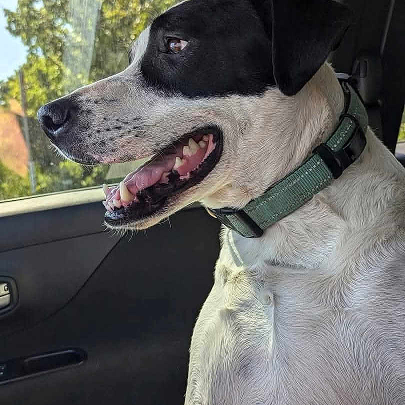 Leo joined the competition — help win amazing prizes! animal, black_and_white, canine, car_interior, collar, companion, daylight, dog, domestic_animal, fur, happy, open_mouth, outdoor_view, pet, seated, side_profile, sunlight, tongue, trees, window