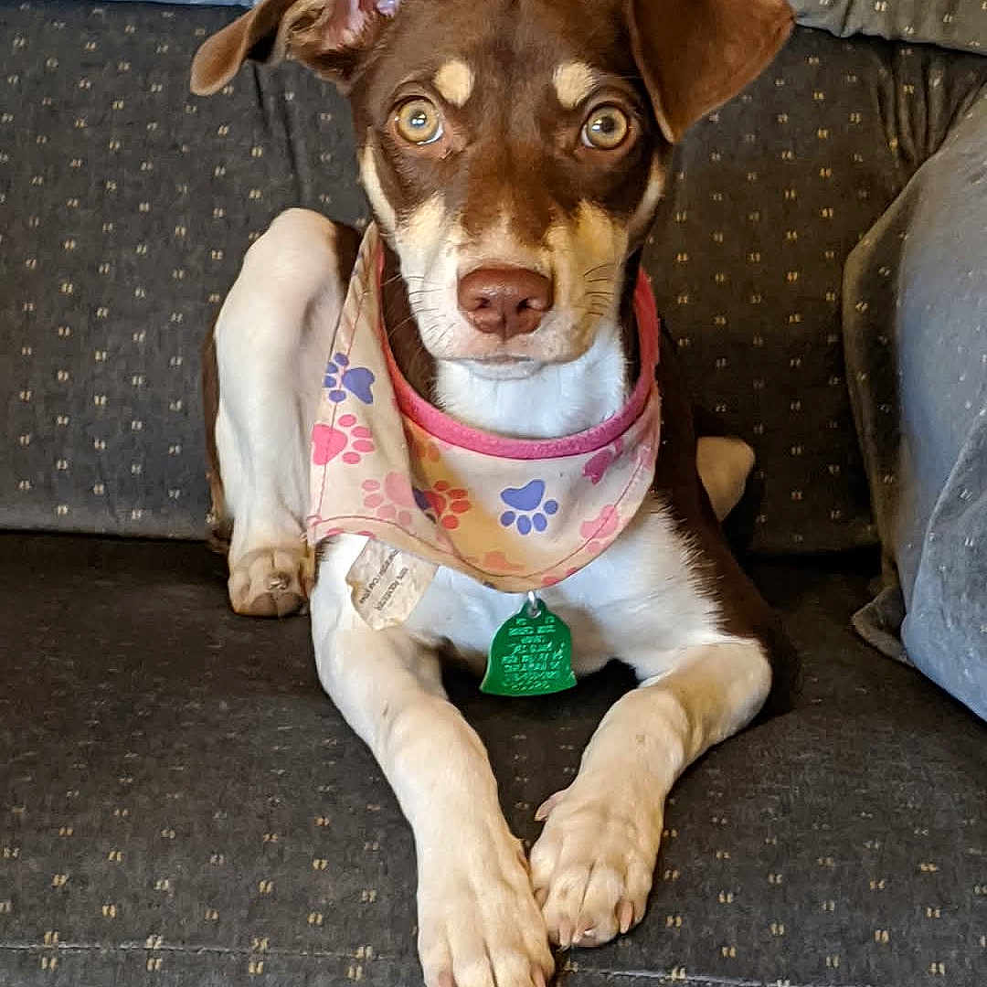 Firecracker is registered to the contest to win money with this photo: alert, animal, bandana, brown, canine, collar, couch, cute, dog, domestic_animal, ears, fur, indoor, looking, paws, pet, resting, sitting, tag, white