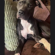 Roxie joined the competition — help win amazing prizes! dog, canine, pet, indoor, couch, pillow, brown, white, black, fur, paw, ears, snout, relaxed, looking, seated, home, animal, companion, cute