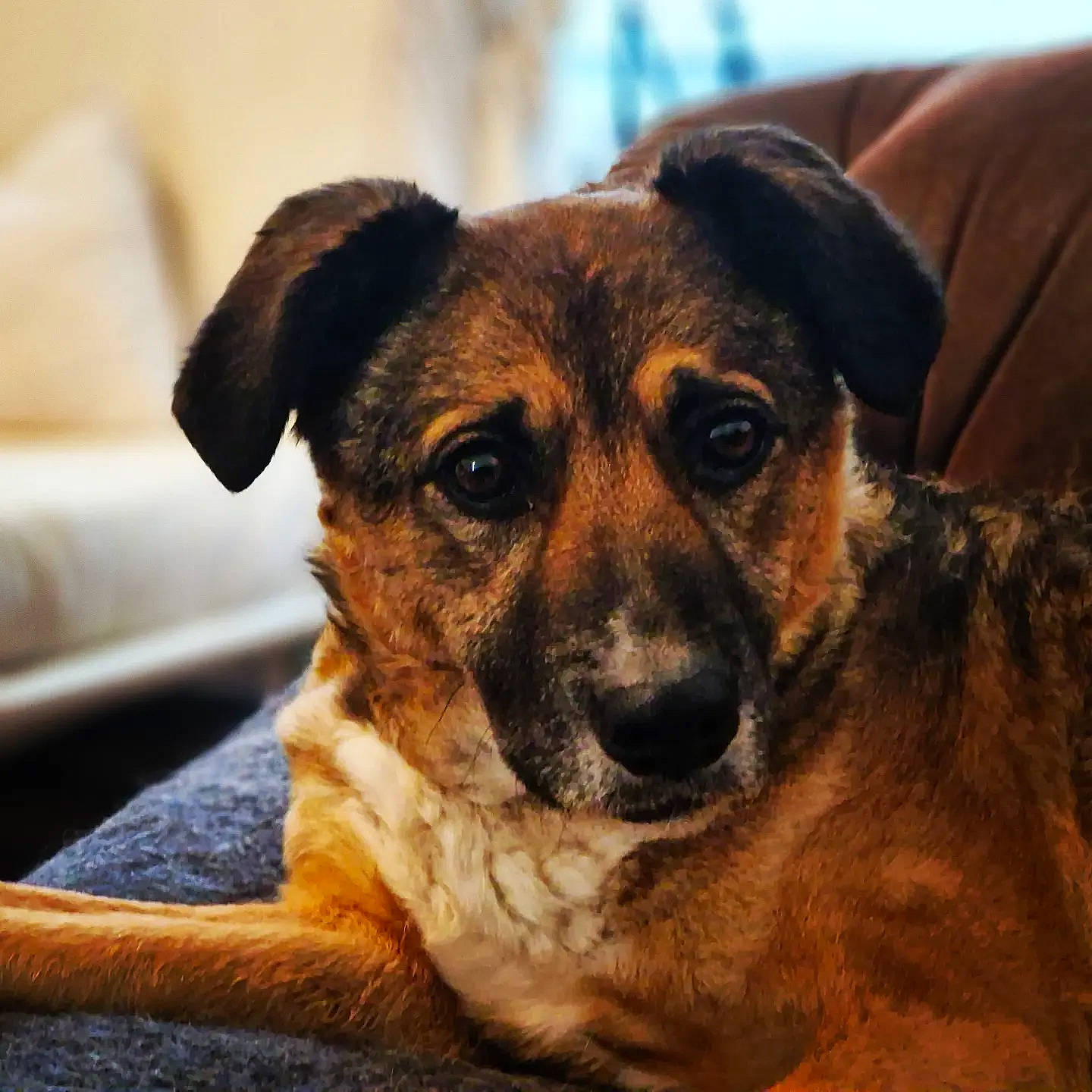 Aito a rejoint le concours — aidez-le/la à gagner de superbes lots ! canidae, carnivore, clock, companion_dog, dog, dog_breed, fawn, fur, snout, sporting_group, terrestrial_animal, whiskers, working_dog