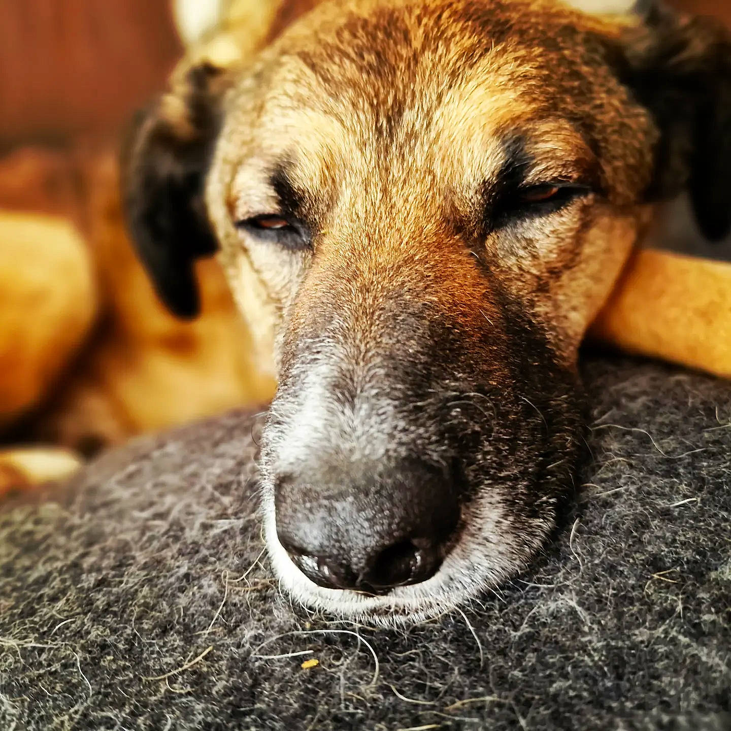 Aito a rejoint le concours — aidez-le/la à gagner de superbes lots ! ancient_dog_breeds, canidae, carnivore, companion_dog, dog, dog_breed, eye, fawn, fur, snout, sporting_group, street_dog, terrestrial_animal, whiskers, working_dog