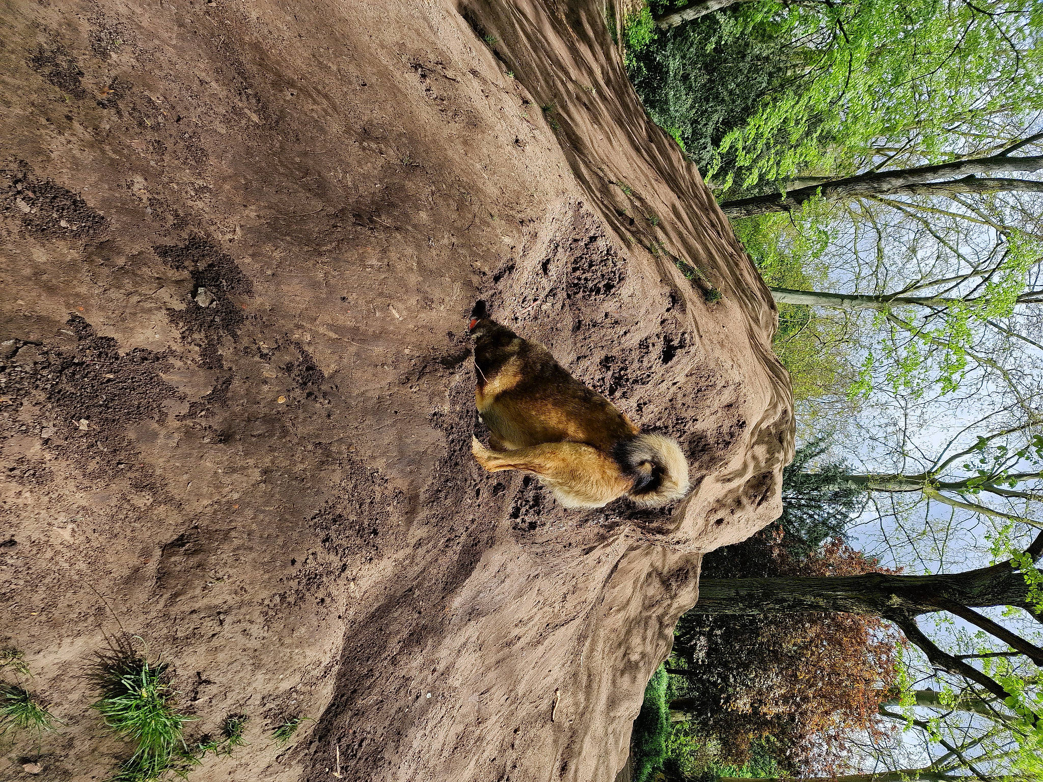 Aito participe au concours pour gagner de l'argent avec cette photo : bedrock, carnivore, fawn, forest, grass, northern_hardwood_forest, plant, rock, sky, snout, soil, tail, terrestrial_animal, tree, trunk, twig, vegetation, wildlife, wood, woodland