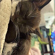 Merlin Watton-Carter joined the competition — help win amazing prizes! cat, kitten, sleeping, black_and_white, whiskers, close_up, furry, pet, cozy, blanket, indoor, cuddle, resting, soft, cute, animal, domestic, fur, peaceful, relaxation