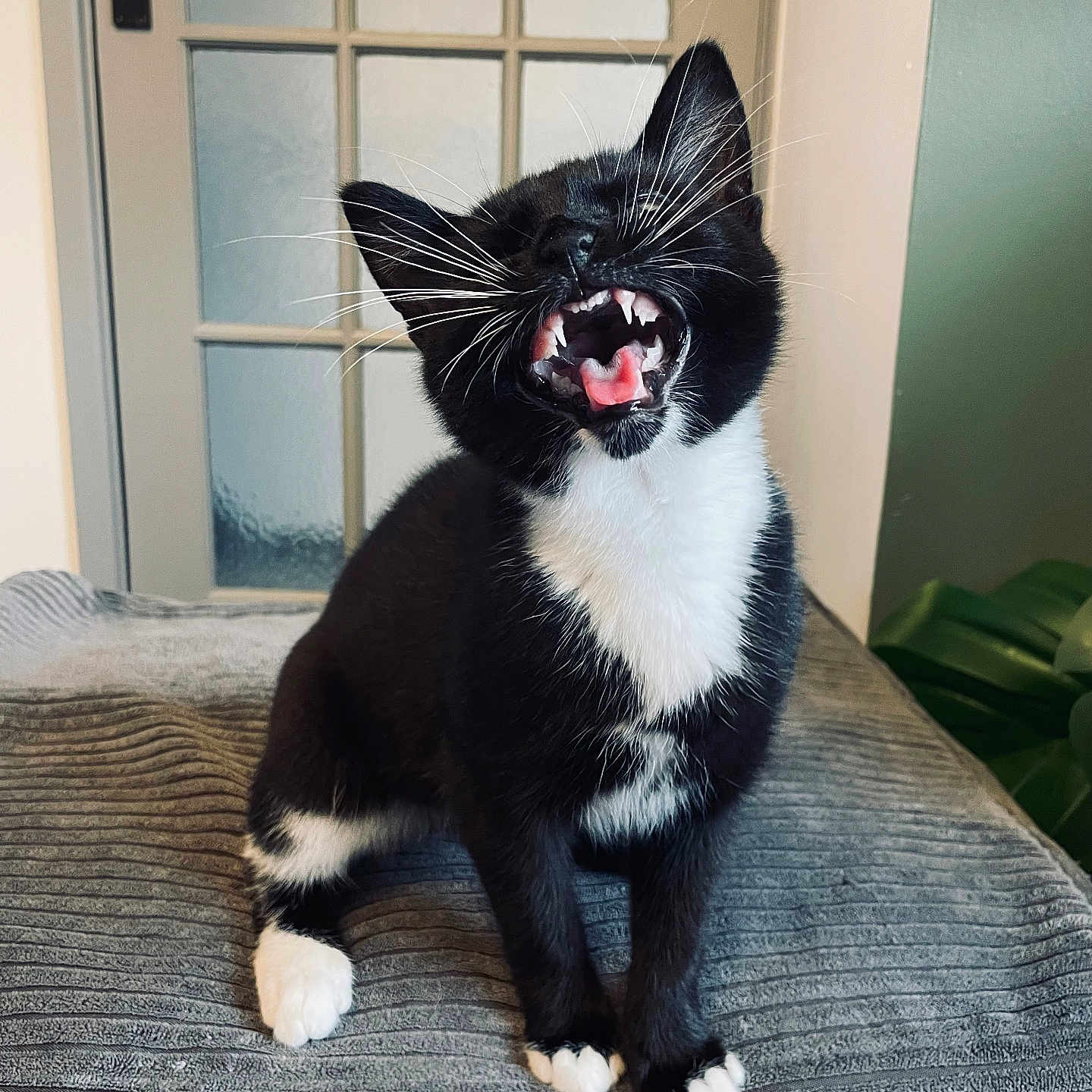 Merlin Watton-Carter joined the competition — help win amazing prizes! animal, black_and_white, blanket, cat, cozy, cute, door, feline, fur, house, indoor, kitten, paw, pet, sitting, teeth, tongue, whiskers, yawning, young