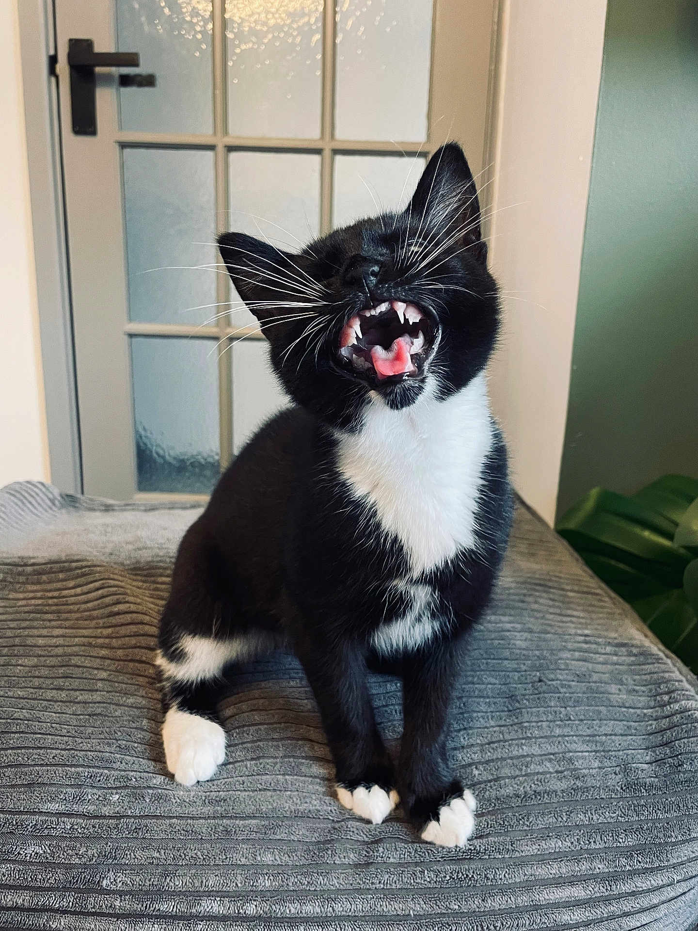 Merlin Watton-Carter