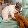 Atchoum a rejoint le concours — aidez-le/la à gagner de superbes lots ! animal, bed, blanket, brown, cozy, cute, ears, fur, indoor, pet, puppy, relax, resting, sleeping, small_dog, snuggle, soft, stuffed_animal, toy, white