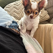Atchoum participe au concours pour gagner de l'argent avec cette photo : adorable, animal, blanket, companion, couch, cozy, cushion, cute, dog, domestic, ears, fluffy, fur, indoor, pet, puppy, relaxing, sitting, small_dog, young