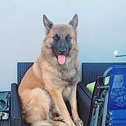 Marley a rejoint le concours — aidez-le/la à gagner de superbes lots ! animal, black_chair, canine, chair, companionship, dog, domestic_dog, ears_up, fur, german_shepherd, green_grass, outdoor, pet, portrait, relaxed, sitting, tail, tongue, tongue_out, wicker_furniture