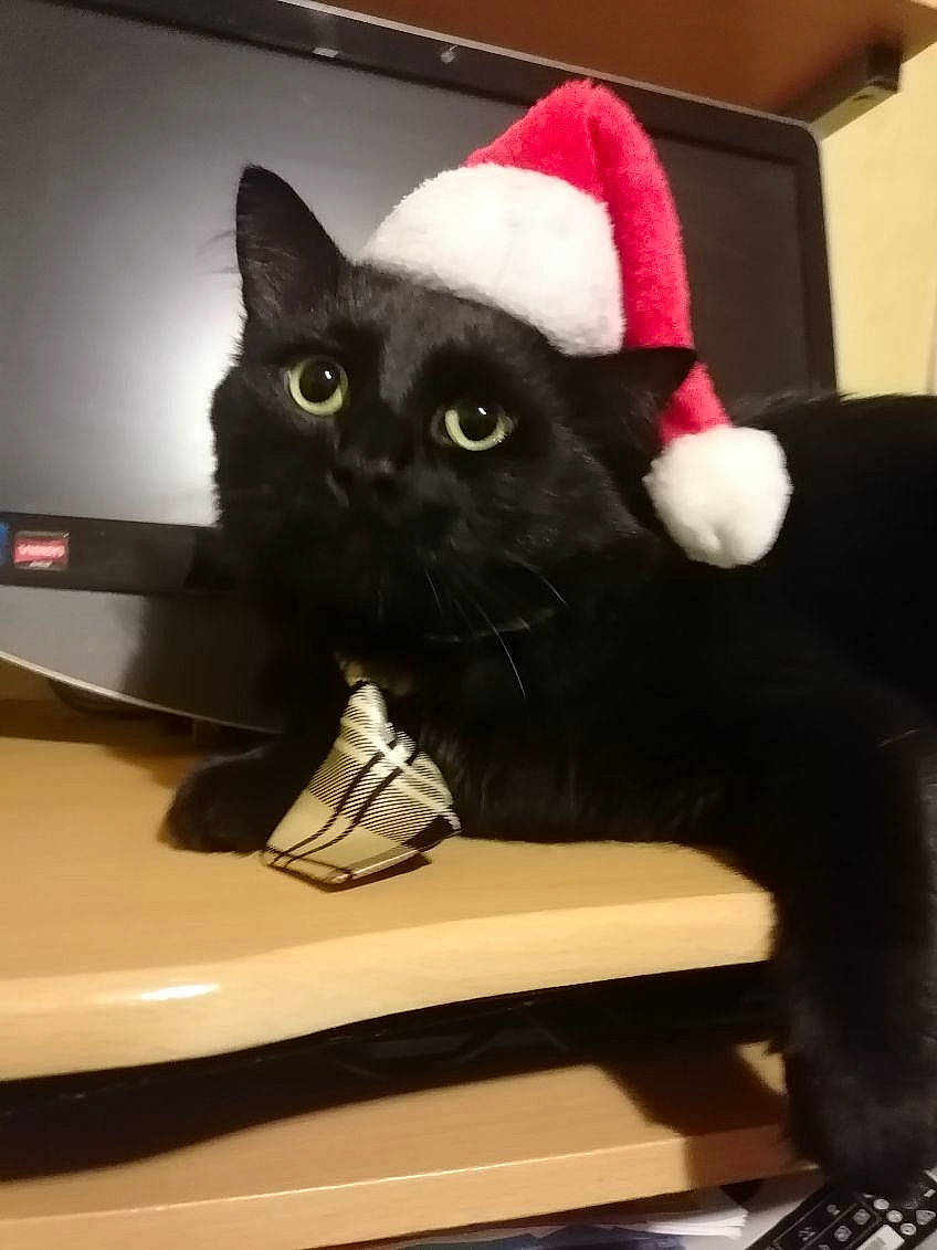 Frimousse participe au concours pour gagner de l'argent avec cette photo : black_cat, bombay, carmine, carnivore, cat, comfort, domestic_short_haired_cat, felidae, fur, gadget, laptop, mammal, output_device, packaging_and_labeling, paw, small_to_medium_sized_cats, snout, tail, whiskers