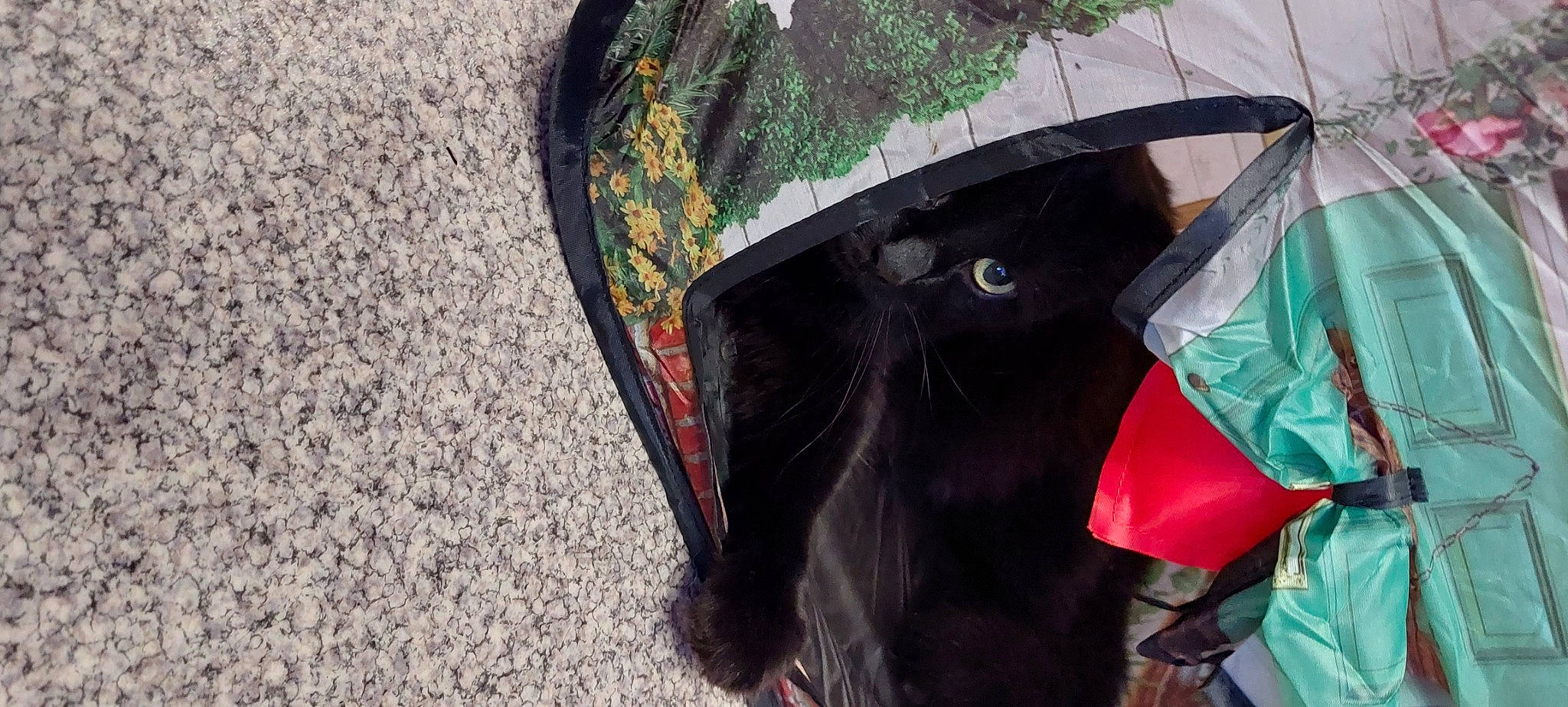 Frimousse participe au concours pour gagner de l'argent avec cette photo : asphalt, automotive_exterior, automotive_tire, bumper, canidae, carnivore, collar, dog_breed, fashion_accessory, felidae, fender, fur, grass, personal_protective_equipment, pet_supply, plant, snout, sporting_group, tints_and_shades, working_animal