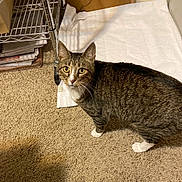 Lexi joined the competition — help win amazing prizes! cat, tabby, indoor, carpet, white_paws, white_chest, towel, metal_shelf, papers, cardboard_box, curious, pet, animal, feline, looking, floor, home, domestic, brown, striped