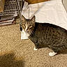 cat, tabby, indoor, carpet, white_paws, white_chest, towel, metal_shelf, papers, cardboard_box, curious, pet, animal, feline, looking, floor, home, domestic, brown, striped