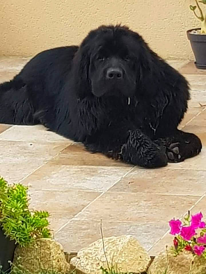 Paco participe au concours pour gagner de l'argent avec cette photo : canidae, carnivore, companion_dog, dog, dog_breed, flower, flowerpot, fur, gaddi_kutta, giant_dog_breed, grass, gun_dog, liver, petal, plant, snout, sporting_group, tibetan_mastiff, working_animal, working_dog