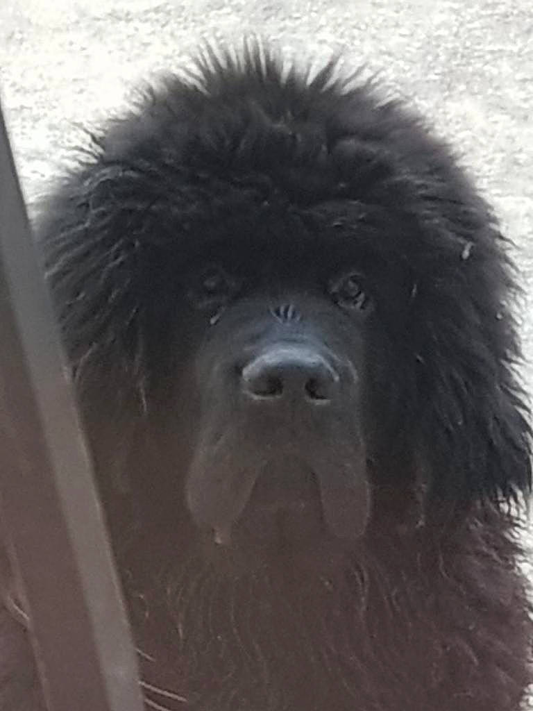 Rabanne participe au concours pour gagner de l'argent avec cette photo : ancient_dog_breeds, canidae, carnivore, companion_dog, dog, dog_breed, fur, gaddi_kutta, giant_dog_breed, hair, monochrome_photography, non_sporting_group, snout, sporting_group, terrestrial_animal, terrier, toy_dog, water_dog, working_animal, working_dog