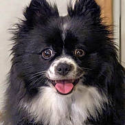 Macy is registered to the contest to win money with this photo: animal, black_and_white, canine, close_up, cute, dog, domestic_animal, ears_up, face, fluffy, friendly, furry, happy, indoor, pet, portrait, small_dog, smiling, tongue_out, wide_eyes