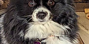Macy is registered to the contest to win money with this photo: alert, animal, black_and_white, carpet, close_up, companion, cute, dog, domestic_animal, fluffy, fur, heart_tag, household, indoor, mammal, pet, portrait, sitting, small_dog, wide_eyes