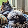 Macy is registered to the contest to win money with this photo: animal, black_and_white, blanket, cozy, dog, domestic, fluffy, fur, furry, home, indoor, leopard_print, lounging, pet, pillow, plaid, relaxed, resting, tail, window