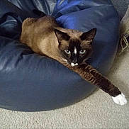 Smokey joined the competition — help win amazing prizes! cat, siamese_mix, bean_bag, blue_furniture, carpet, white_paw, paw, feline, pet, indoor, lounging, portrait, whiskers, mask_face, blue_eyes, domestic_cat, cozy, relaxed, gaze, fur