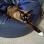 cat, siamese_mix, bean_bag, blue_furniture, carpet, white_paw, paw, feline, pet, indoor, lounging, portrait, whiskers, mask_face, blue_eyes, domestic_cat, cozy, relaxed, gaze, fur