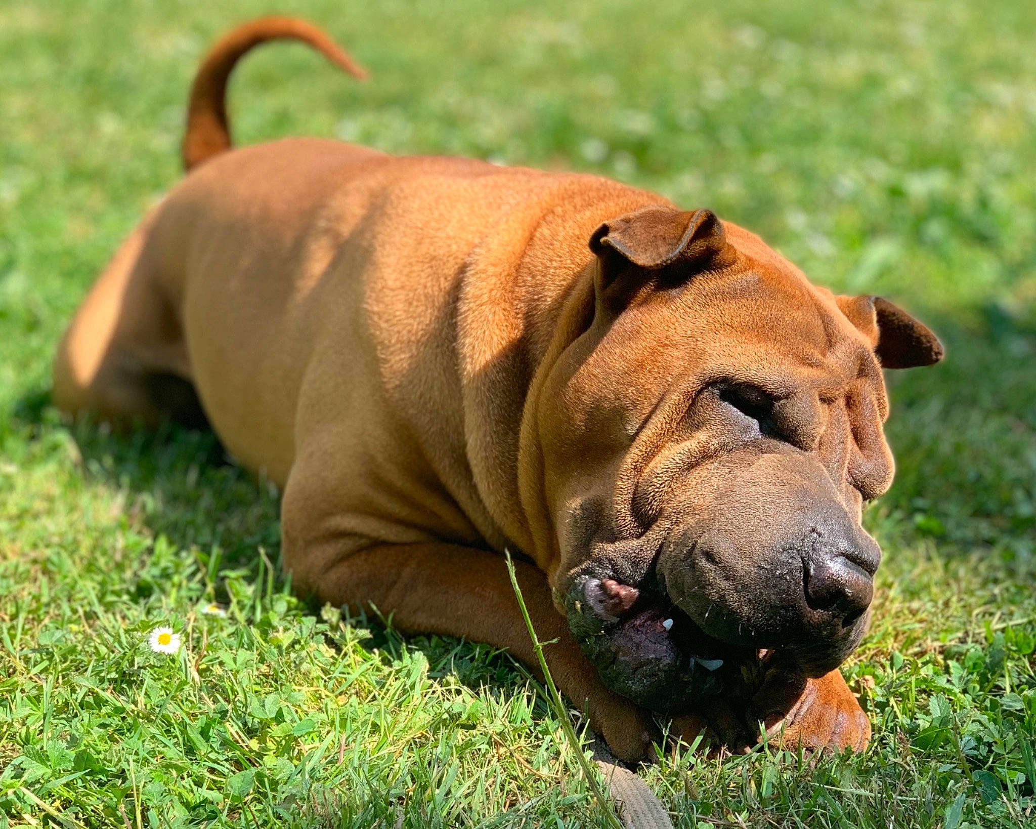 Magic participe au concours pour gagner de l'argent avec cette photo : ancient_dog_breeds, canidae, carnivore, companion_dog, dog, dog_breed, dog_supply, fawn, grass, grassland, hunting_dog, molosser, non_sporting_group, ori_pei, shar_pei, snout, sporting_group, terrestrial_animal, working_dog, wrinkle