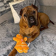 Magic participe au concours pour gagner de l'argent avec cette photo : dog, pet, brown_dog, wrinkles, couch, blanket, plush_toy, gingerbread_man, indoor, cozy, paw, fur, relaxed, toy, home, furniture, comfort, animal, cute, resting
