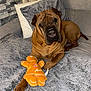 dog, pet, brown_dog, wrinkles, couch, blanket, plush_toy, gingerbread_man, indoor, cozy, paw, fur, relaxed, toy, home, furniture, comfort, animal, cute, resting