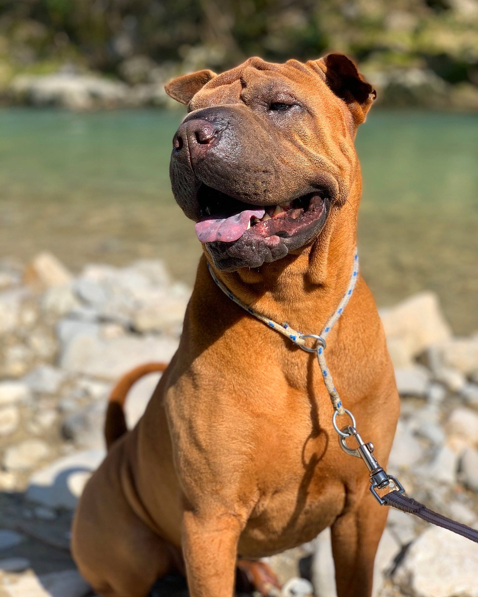 Magic a rejoint le concours — aidez-le/la à gagner de superbes lots ! canidae, carnivore, collar, companion_dog, dog, dog_breed, dog_collar, dog_supply, fawn, leash, liver, molosser, pet_supply, snout, sporting_group, terrestrial_animal, water, whiskers, working_animal, wrinkle