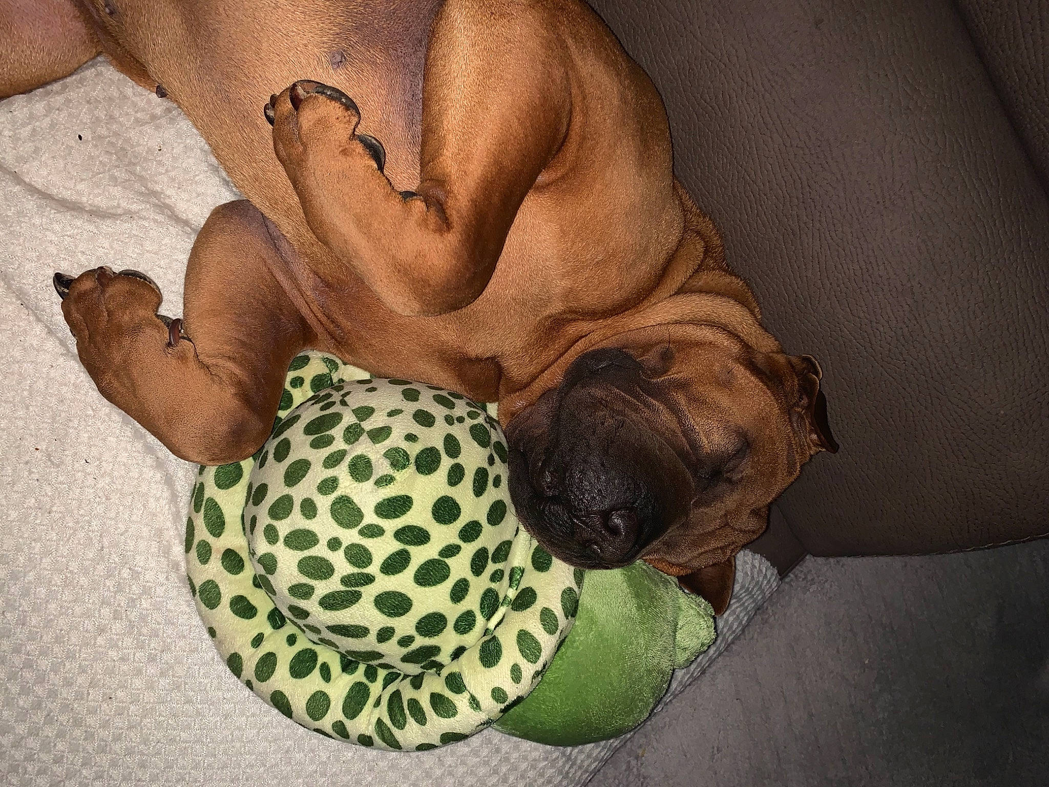 Magic participe au concours pour gagner de l'argent avec cette photo : carnivore, comfort, companion_dog, dog, dog_breed, fawn, felidae, foot, fur, human_leg, linens, pattern, paw, snout, stuffed_toy, terrestrial_animal, textile, thigh, toy, wildlife