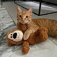 Yildiz participe au concours pour gagner de l'argent avec cette photo : cat, orange_tabby, stuffed_toy, monkey_toy, floor, marble_floor, living_room, rug, sofa, furniture, pet, cute, animal, indoor, playful, young_cat, tabby, whiskers, claw, relaxed