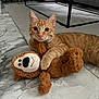 cat, orange_tabby, stuffed_toy, monkey_toy, floor, marble_floor, living_room, rug, sofa, furniture, pet, cute, animal, indoor, playful, young_cat, tabby, whiskers, claw, relaxed