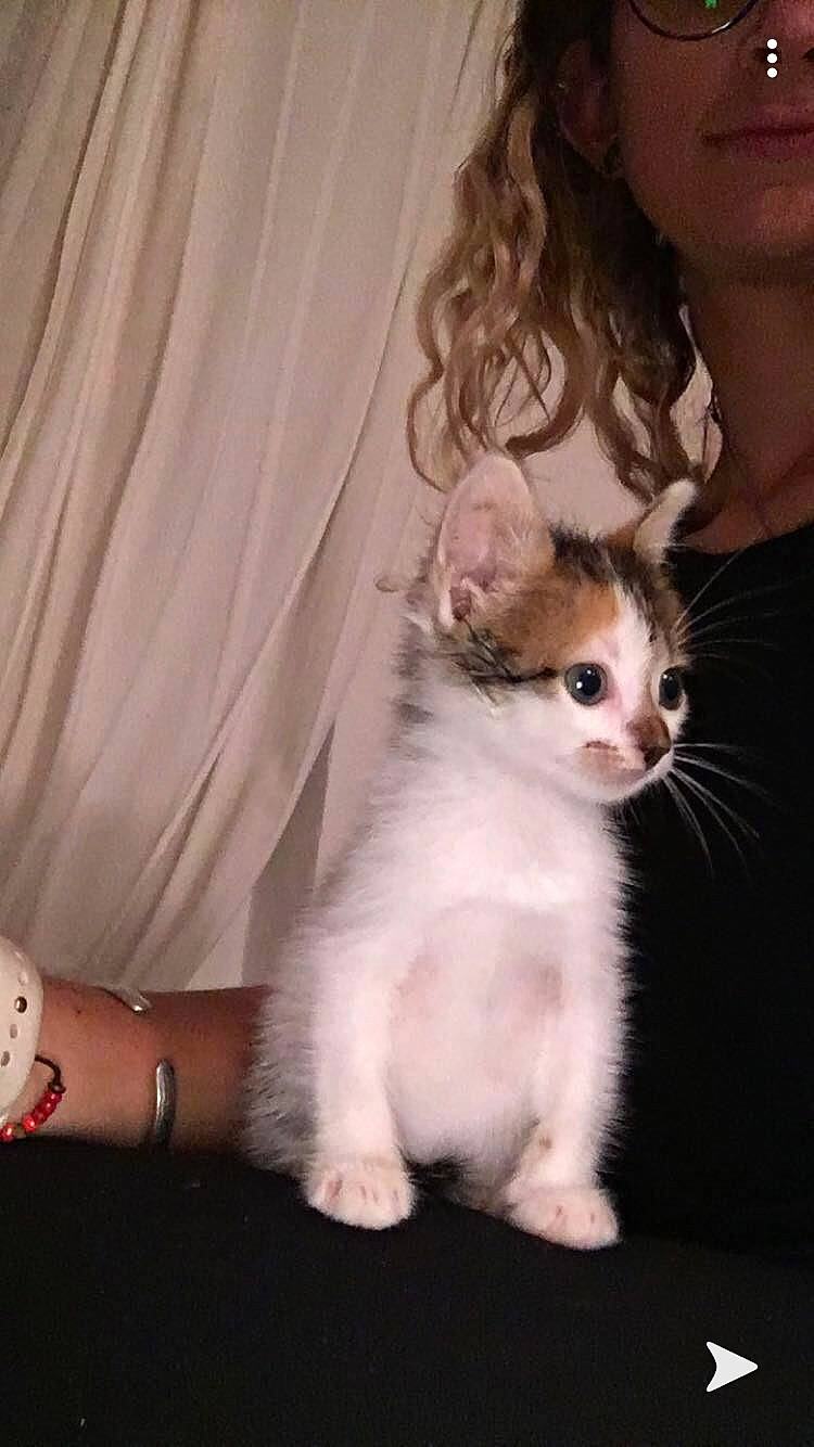 Pitchoune a rejoint le concours — aidez-le/la à gagner de superbes lots ! american_curl, american_wirehair, asian, carnivore, cat, fawn, felidae, fur, german_rex, javanese, kitten, laperm, mammal, munchkin, oriental_longhair, polydactyl_cat, ragdoll, small_to_medium_sized_cats, vertebrate, whiskers