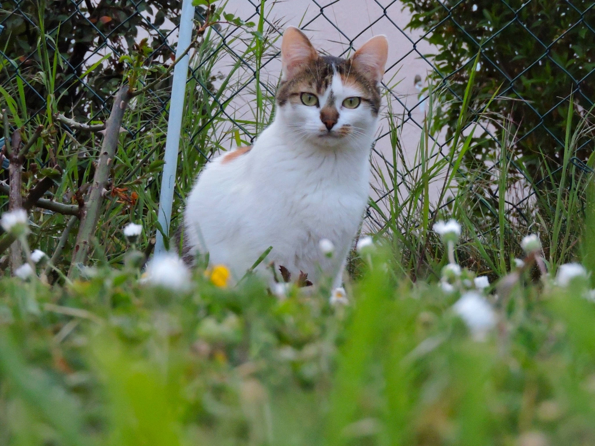 Pitchoune participe au concours pour gagner de l'argent avec cette photo : aegean_cat, american_wirehair, asian, carnivore, cat, domestic_short_haired_cat, european_shorthair, fawn, felidae, fur, grass, mammal, norwegian_forest_cat, plant, small_to_medium_sized_cats, tree, turkish_van, whiskers, wildlife