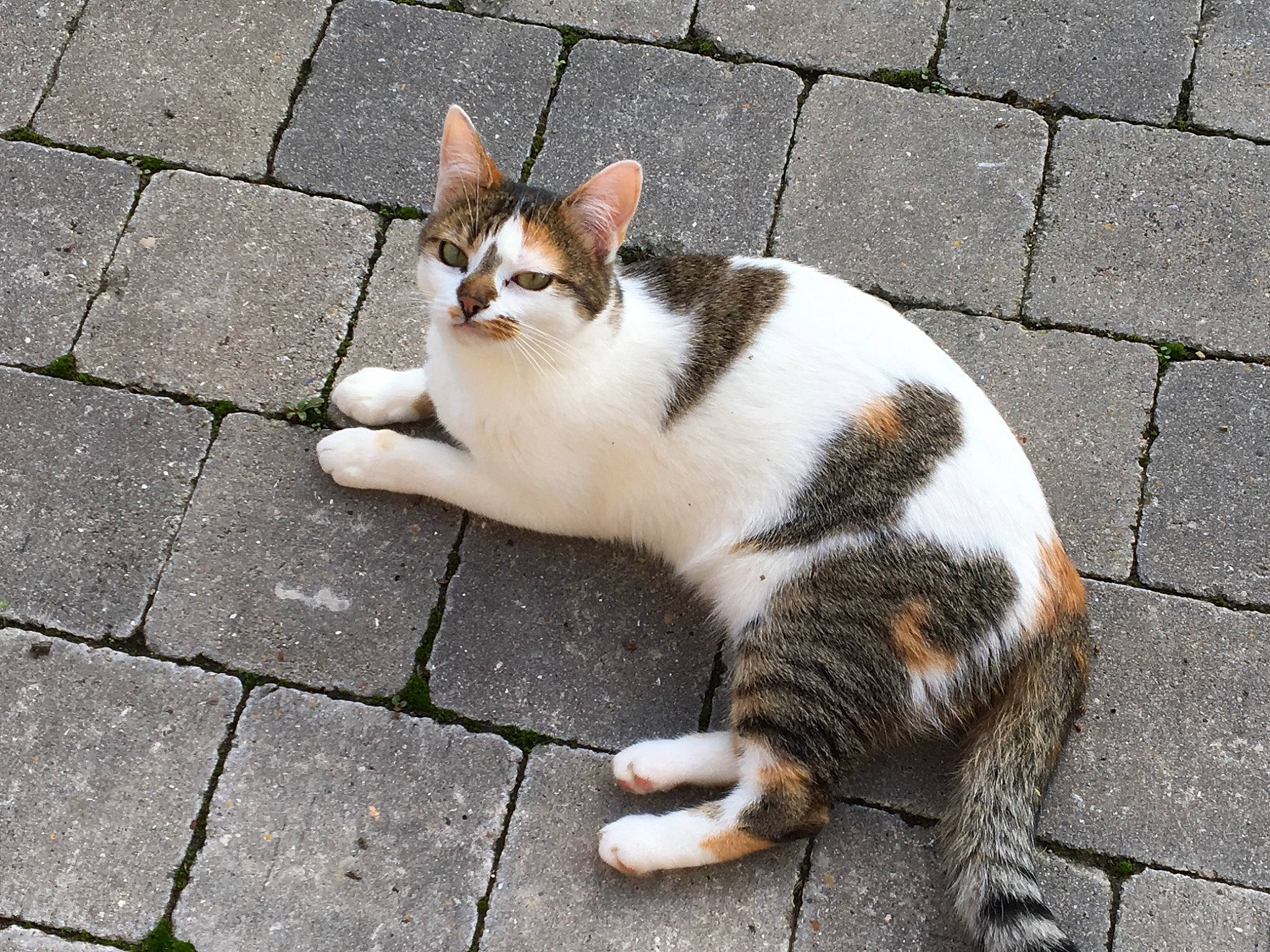 Pitchoune participe au concours pour gagner de l'argent avec cette photo : aegean_cat, american_wirehair, asian, carnivore, cat, domestic_short_haired_cat, european_shorthair, felidae, fur, kitten, plant, polydactyl_cat, small_to_medium_sized_cats, snout, tabby_cat, tail, whiskers