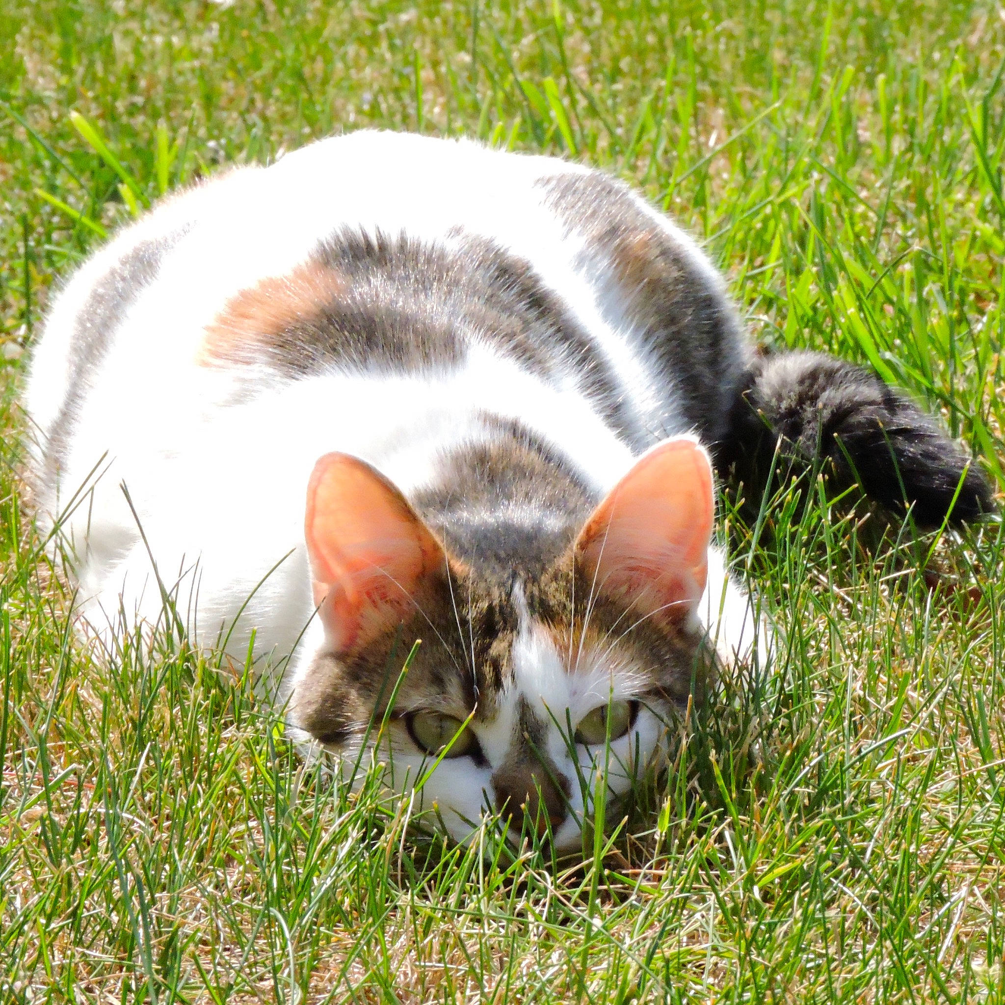 Pitchoune a rejoint le concours — aidez-le/la à gagner de superbes lots ! carnivore, cat, domestic_short_haired_cat, european_shorthair, felidae, fur, grass, kitten, mammal, nap, plant, small_to_medium_sized_cats, snout, tabby_cat, whiskers, wildlife