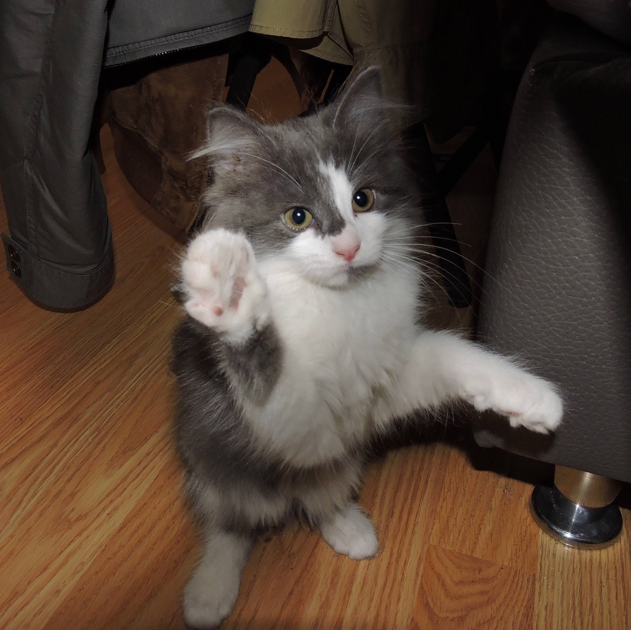 Maya participe au concours pour gagner de l'argent avec cette photo : american_curl, asian_semi_longhair, british_semi_longhair, carnivore, cat, cymric, domestic_long_haired_cat, domestic_short_haired_cat, european_shorthair, felidae, fur, kitten, mammal, norwegian_forest_cat, polydactyl_cat, ragamuffin, siberian, small_to_medium_sized_cats, vertebrate, whiskers