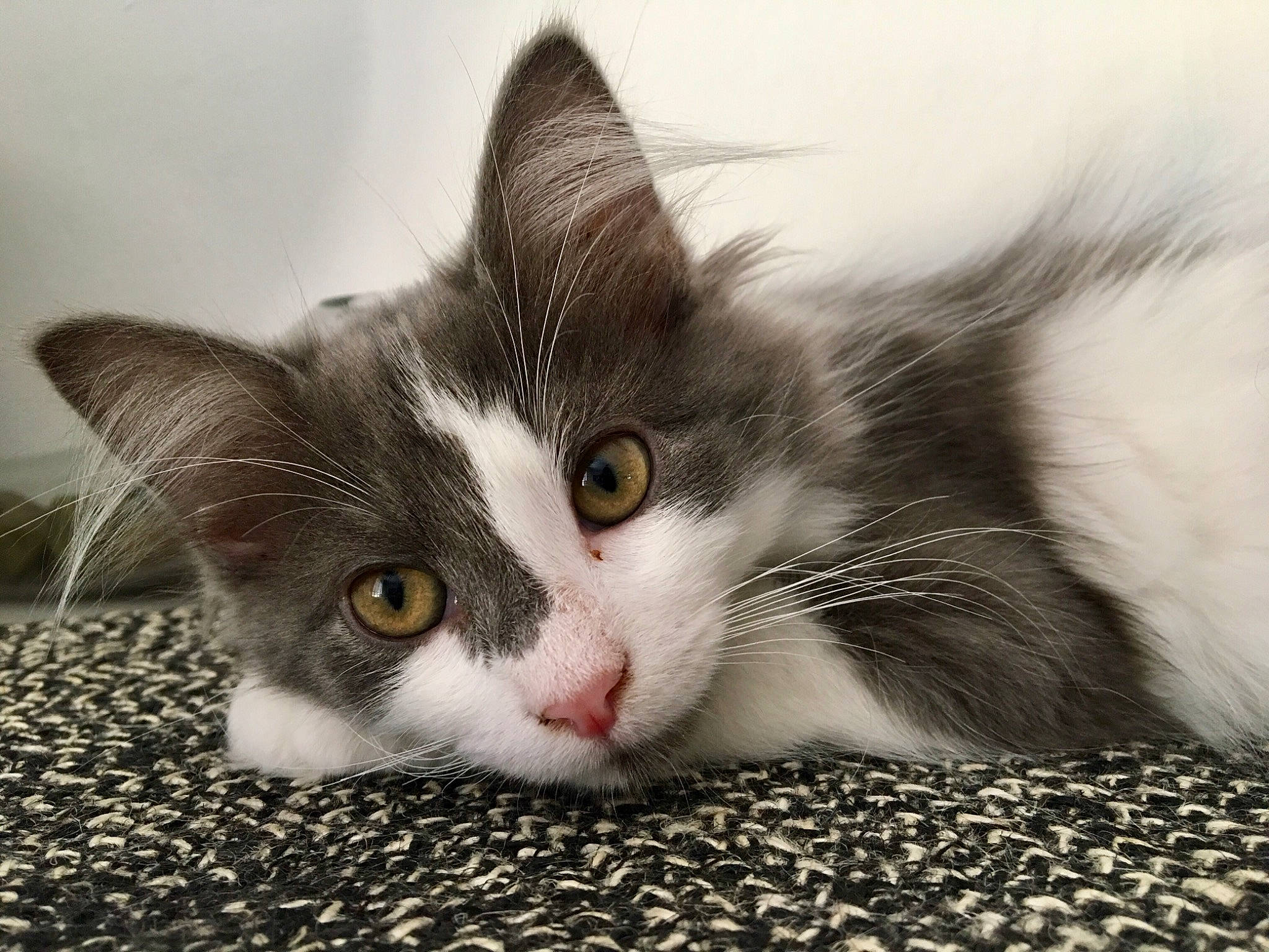 Maya a rejoint le concours — aidez-le/la à gagner de superbes lots ! aegean_cat, black_and_white, carnivore, cat, domestic_short_haired_cat, european_shorthair, eye, felidae, fur, kitten, mammal, norwegian_forest_cat, ragamuffin, small_to_medium_sized_cats, snout, whiskers