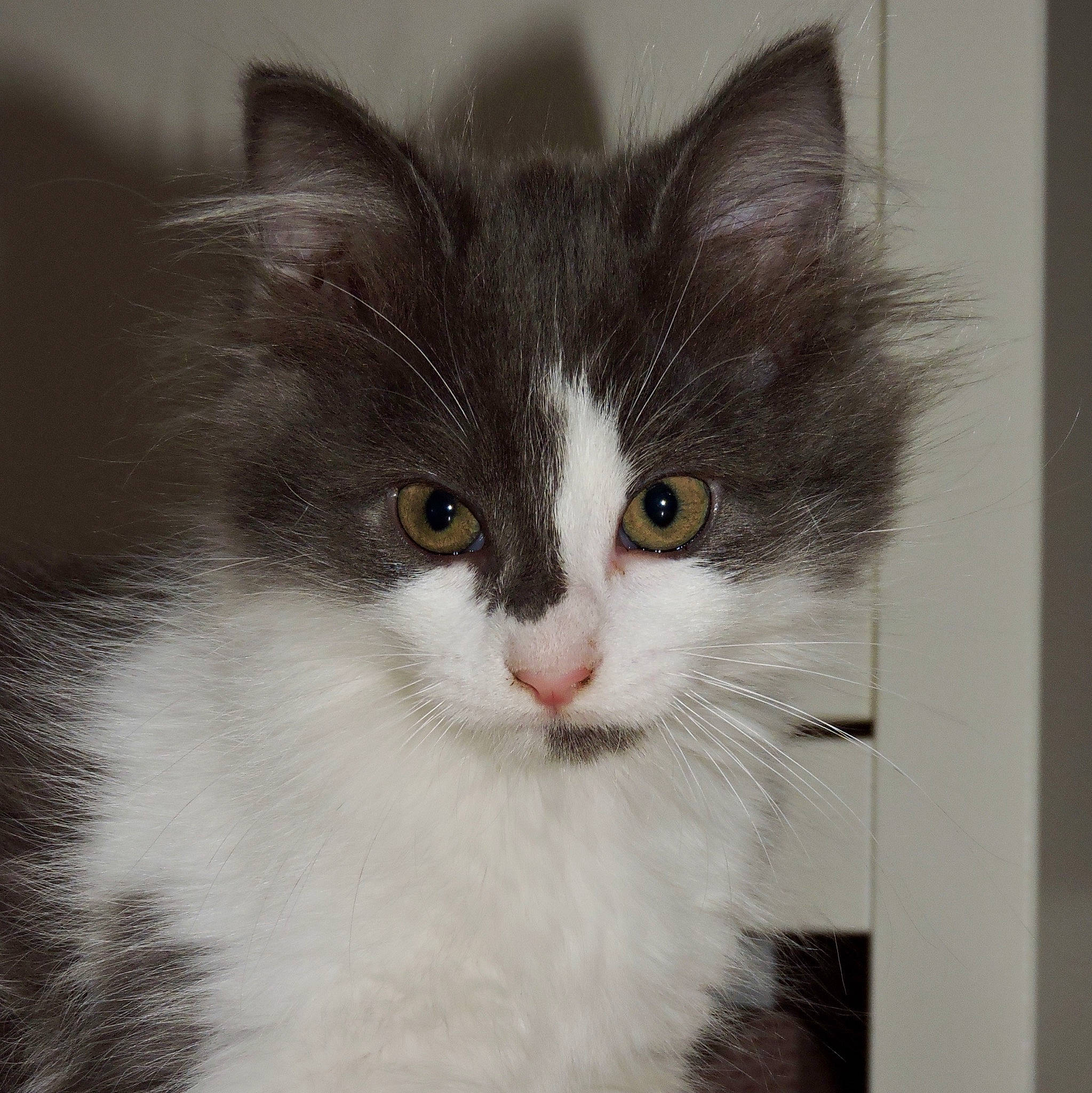 Maya a rejoint le concours — aidez-le/la à gagner de superbes lots ! american_curl, asian_semi_longhair, british_semi_longhair, carnivore, cat, domestic_long_haired_cat, domestic_short_haired_cat, felidae, fur, kitten, mammal, norwegian_forest_cat, ragamuffin, siberian, small_to_medium_sized_cats, vertebrate, whiskers