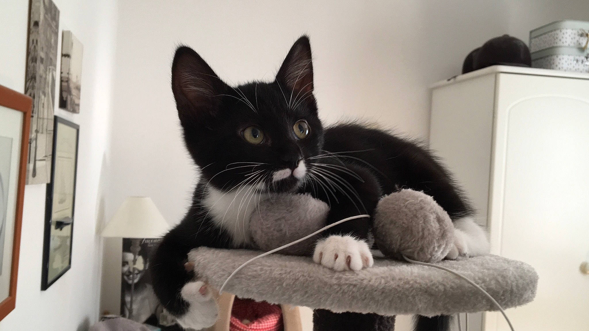 Ruby participe au concours pour gagner de l'argent avec cette photo : asian, black_and_white, black_cat, carnivore, cat, claw, domestic_short_haired_cat, european_shorthair, felidae, fur, kitten, mammal, paw, polydactyl_cat, russian_blue, small_to_medium_sized_cats, snout, whiskers